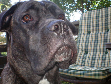 Cane Corso selma from norway