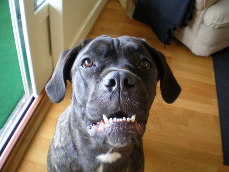 Cane Corso selma from norway