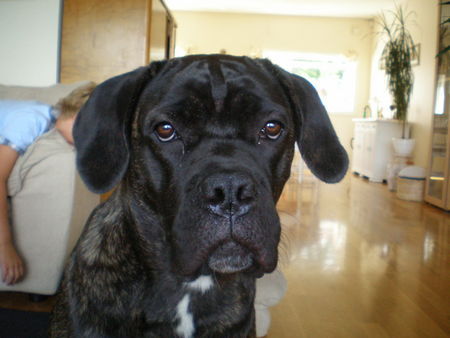 Cane Corso selma from norway