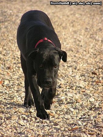 Cane Corso Bonie - 6 months