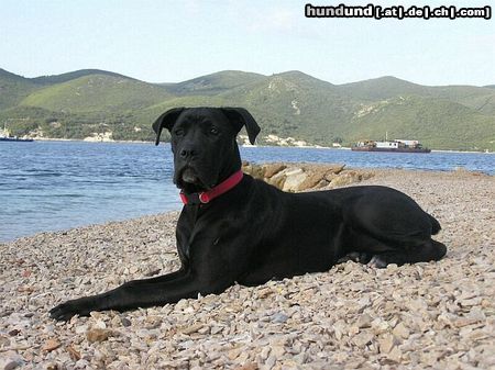 Cane Corso Bonie - 6 months