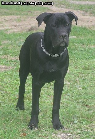 Cane Corso Bonie - 8 months