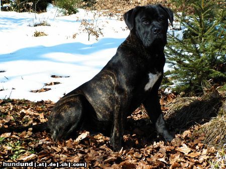 Cane Corso Inko mit 9 Monate