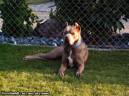 Cane Corso Besuch bei Silvia u. Marco