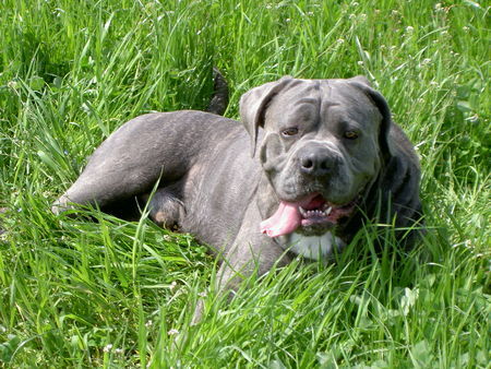 Cane Corso