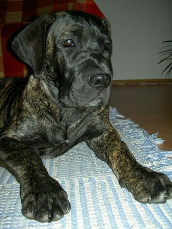 Cane Corso zu Hause ist es am schönsten