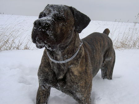 Cane Corso das ist eine Gaudi