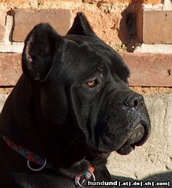 Cane Corso Rüde, 11 Monate