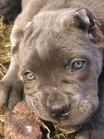 Cane Corso  Olympia z mazurskiego edenu,