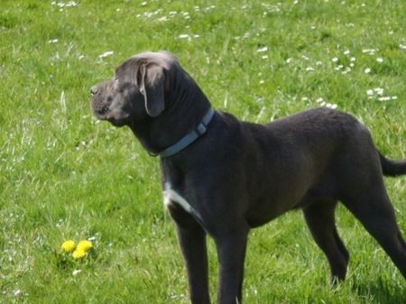 Cane Corso Kyra vom Powerwind  6 Monate