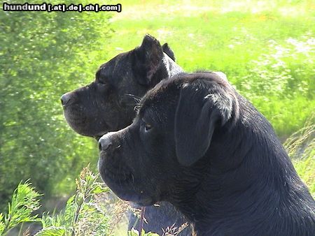 Cane Corso Satchmo mit 18 Wochen und Venus 3J. 8 Mon.