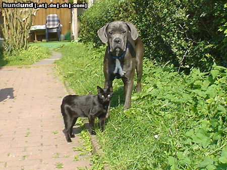 Cane Corso Katzi & ihr großer Freund Kinley