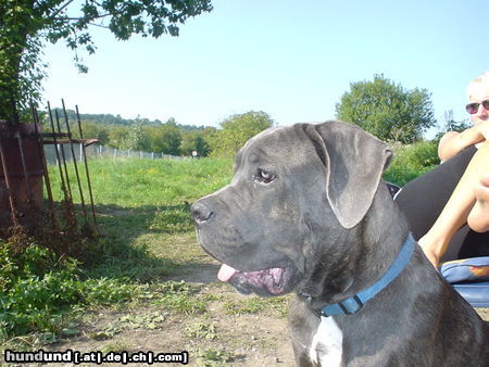 Cane Corso Kinley  6  1/2 Monate alt