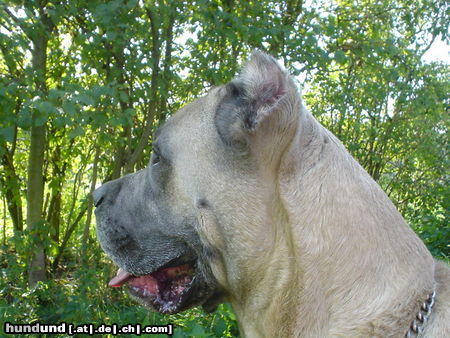 Cane Corso Leeroys Profil