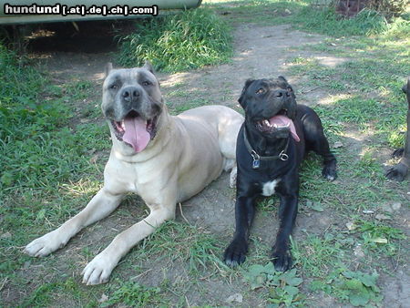 Cane Corso Leeroy & India