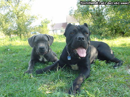 Cane Corso Kinnley & India