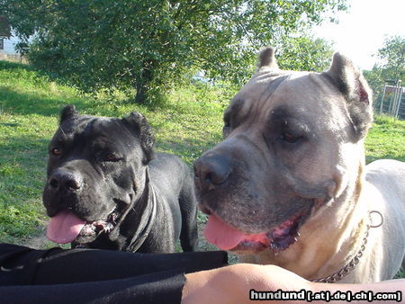 Cane Corso Kriegen wir ein Leckerli ?