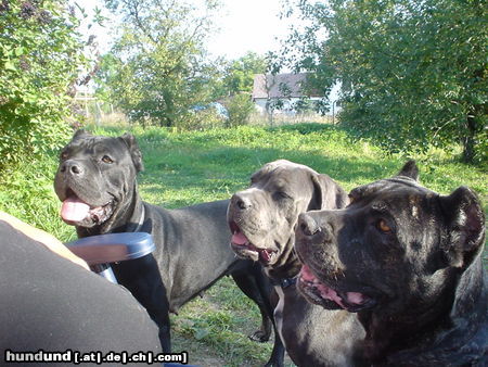 Cane Corso Trio mit vier Pfoten...