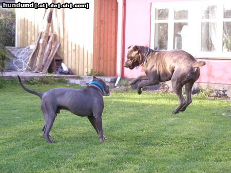 Cane Corso Raisa z Mazuerskiego Edenu (Stasia) and her freind Holger