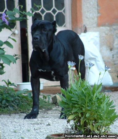 Cane Corso Ussaro