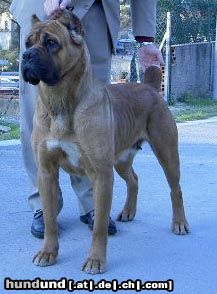 Cane Corso CH. ROTHORM JY DREAM ABSOLUTE VAMP