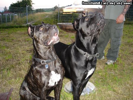 Cane Corso Venus & India beim Grillfest