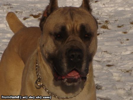 Cane Corso Leeroy