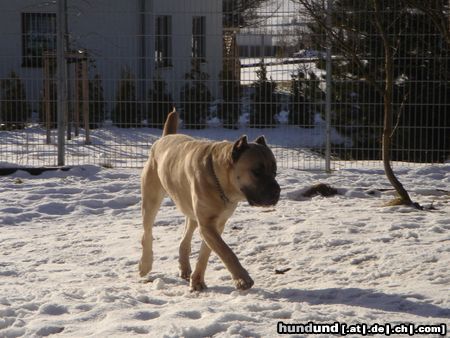 Cane Corso Leeroy im Schnee