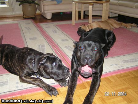 Cane Corso Mami.warum häsch so ä grosses Muul,wauh