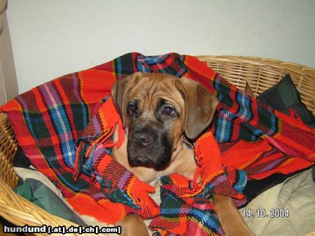 Cane Corso keine