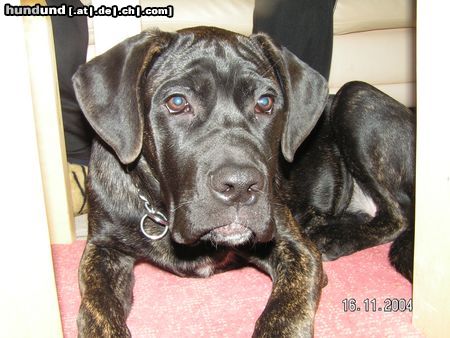 Cane Corso Sharon  5 monate