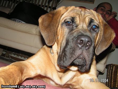 Cane Corso Zeus  5 Monate