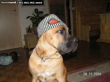 Cane Corso jetzt fehlt nur noch eine flasche vodka