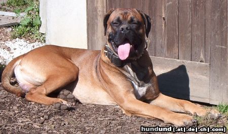 Cane Corso Zeus 1 Jahr