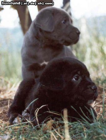 Cane Corso Puppies from Rothorm Kennels