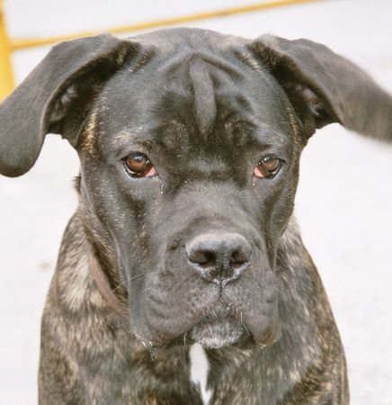 Cane Corso Selma from Norway