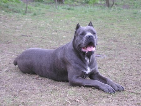 Cane Corso doris corso of bajer, 11 month old