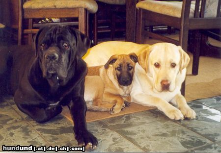 Cane Corso Duke und seine Freunde