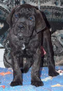 Cane Corso Porta dell' Inferno