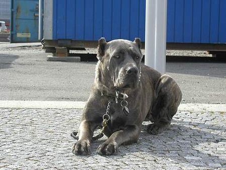 Cane Corso raisa z mazurskiego edenu, most winning female from Denmark