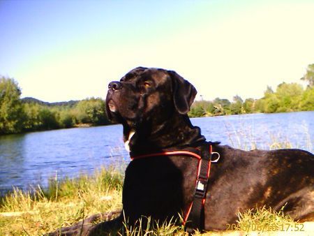 Cane Corso Wir lieben Urlaub!