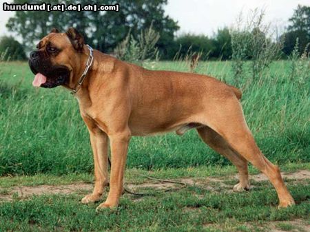 Cane Corso MAIKOL - import from Italy. Most tittled CC's male in Poland!  Pizza Show Winner