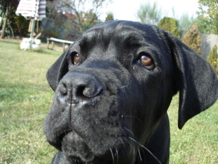 Cane Corso