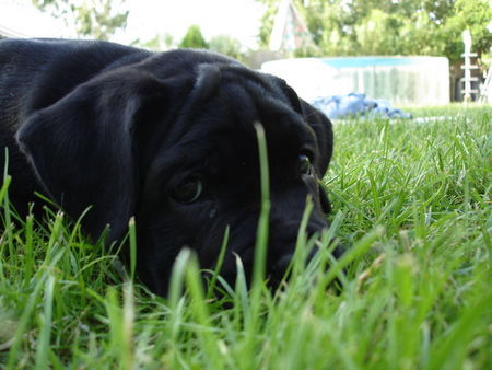 Cane Corso Augenblicke...