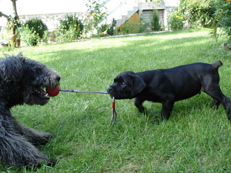 Cane Corso Tauziehen...