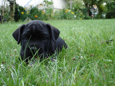 Cane Corso Djambo