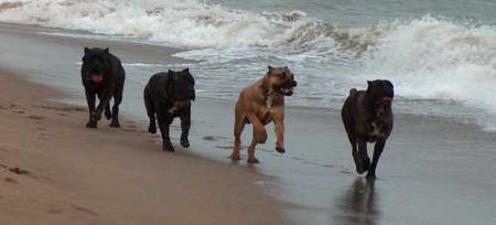 Cane Corso Porta dell' Inferno