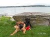 Cane Corso Hund