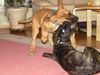 Cane Corso Hund