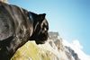 Cane Corso Hund